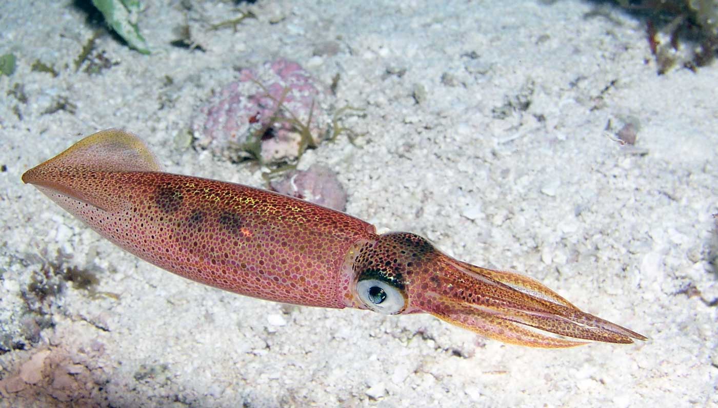 Calamar Eyacula En La Boca De Una Coreana Taringa 