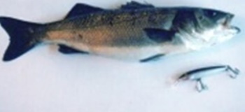 spinning profundidad