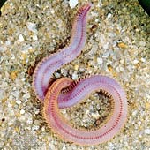 gusano americano o de sangre