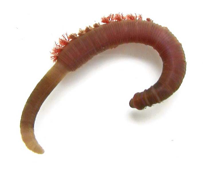 ARENICOLA, CHORRON O GUSANA DE PLAYA