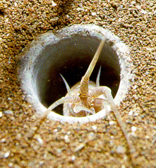 gusana de canutillo o funda