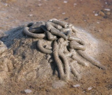 ARENICOLA, CHORRON O GUSANA DE PLAYA
