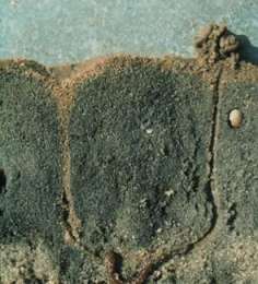 ARENICOLA, CHORRON O GUSANA DE PLAYA