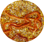 lombriz de arena o catalana