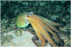 pulpo