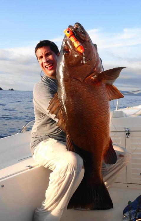 Colombia red snapper BD 2.jpg