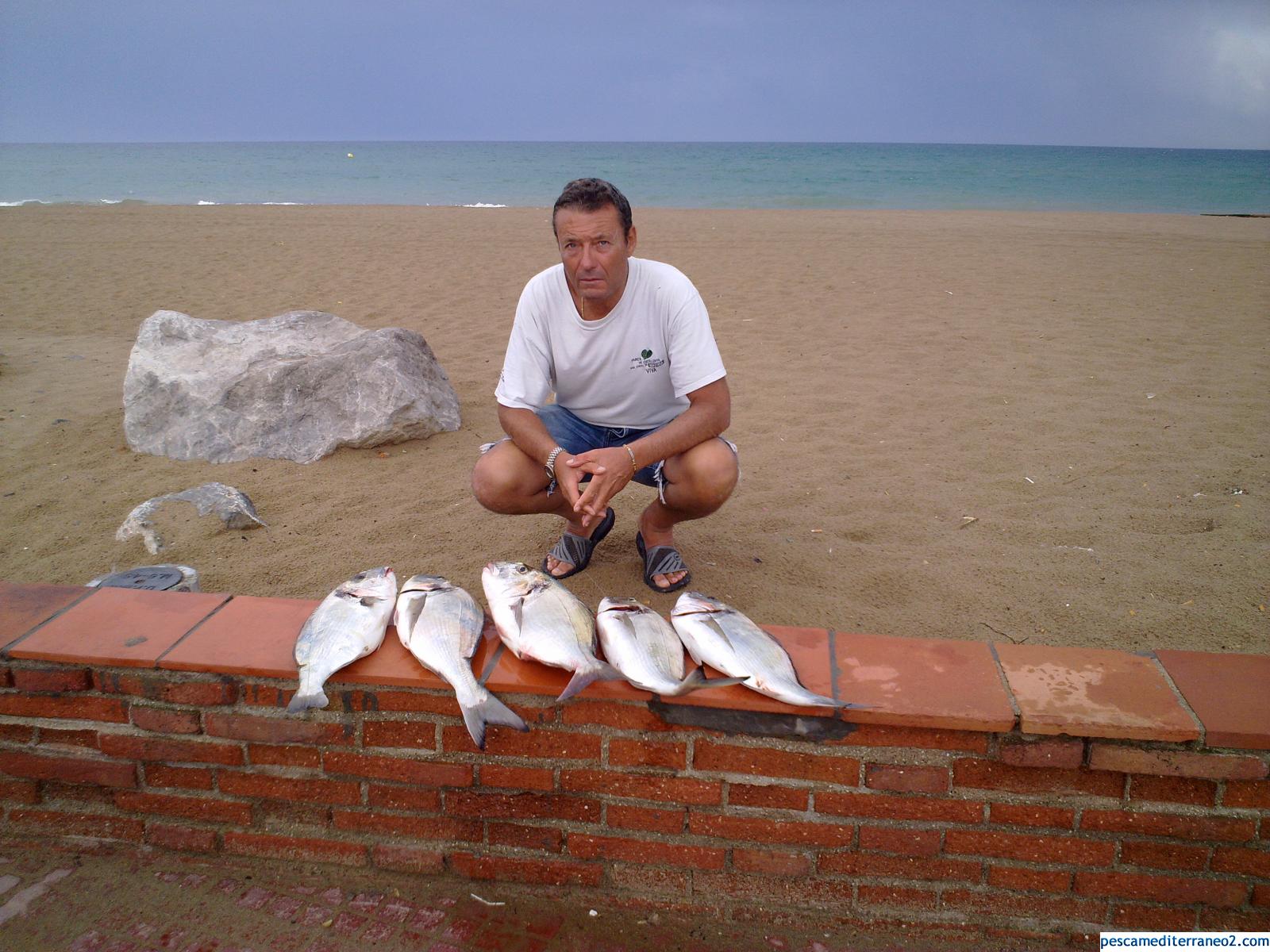 pescata de doradas