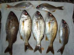 Pesca del 2011