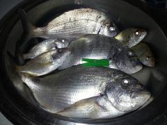 Pesca total de la gran mañana.