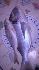 Doradas pescadas en la playa de la mata