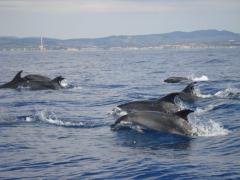 DELFINES ENFRENTE DE LA TÉRMICA DE CUBELLES