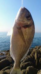Más información sobre "Pesca del 2012"