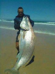 Corvina 82 Kg