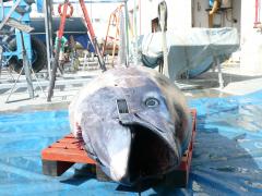 ATUN 350kg. PESCADO AL BRUMEO