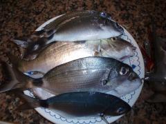 Pescadas en la playa de la mata