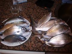 pescadas en la playa de la mata