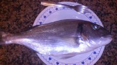 Dorada pescada en la playa de la mata