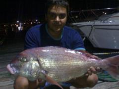 PARGO 5 KG. BAHIA ALGECIRAS