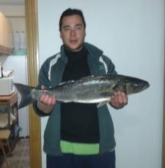 Lubina 3,7 Kg