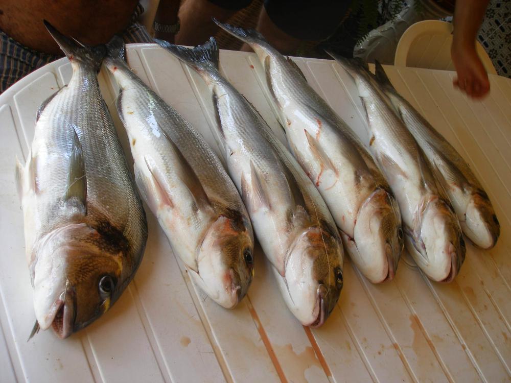 FOTOS VARIAS 043.jpg