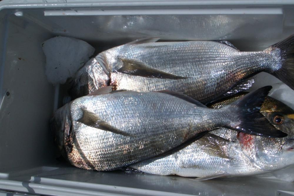 FOTOS VARIAS 093.jpg