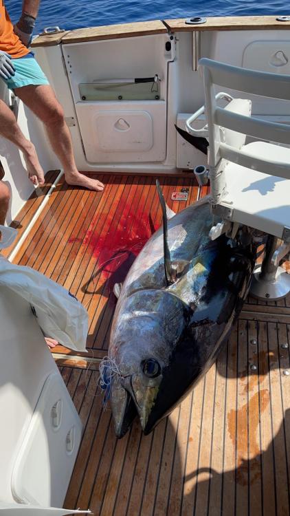 Atún en el Santa María.jpg