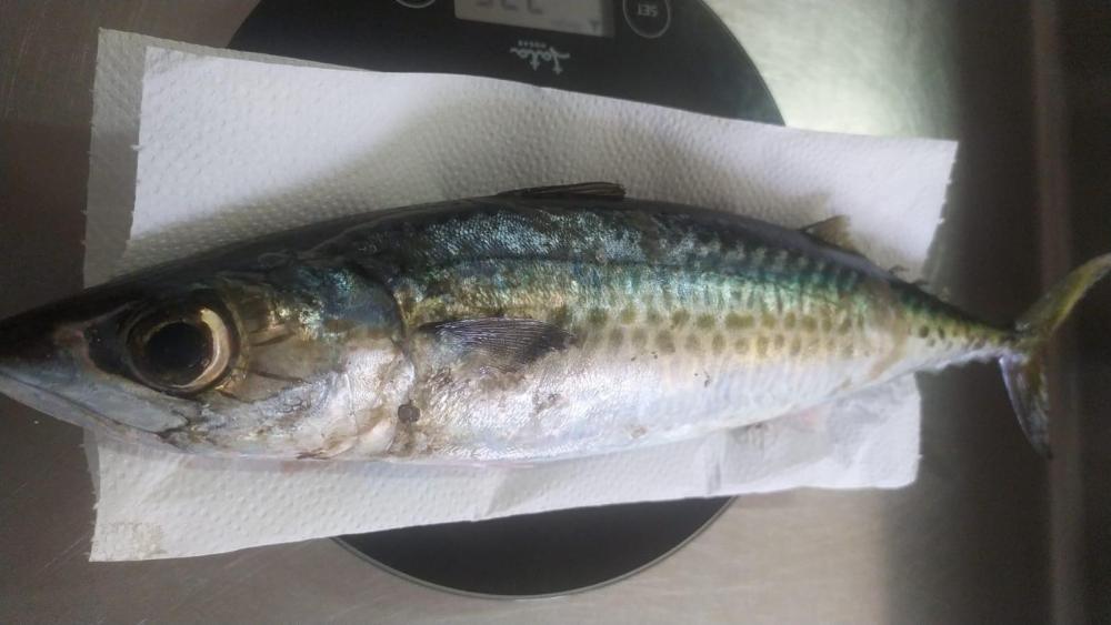 WhatsApp Image 2022-09-17 at 19.59.49.jpeg