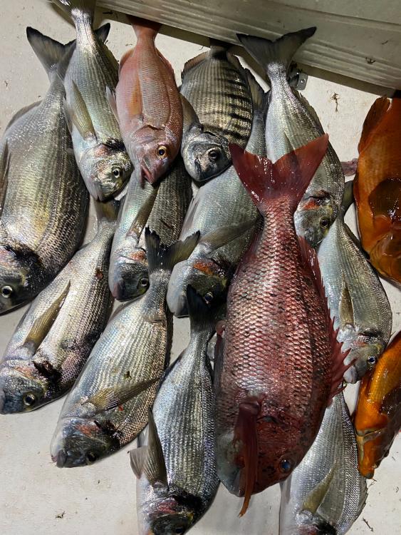 WhatsApp Image 2022-11-09 at 23.50.24 (1).jpeg